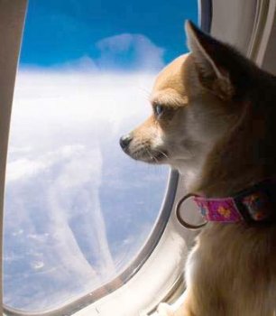 Перевоз собаки самолетом