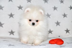 Кукольный мини щеночек бело-кремового окраса, супер-мини мальчик
