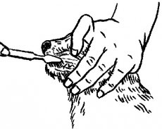 Зубной камень у собаки