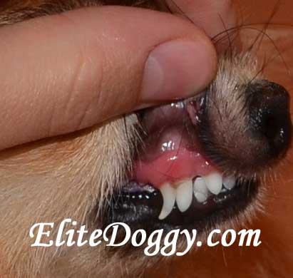 Уход за зубами собаки
