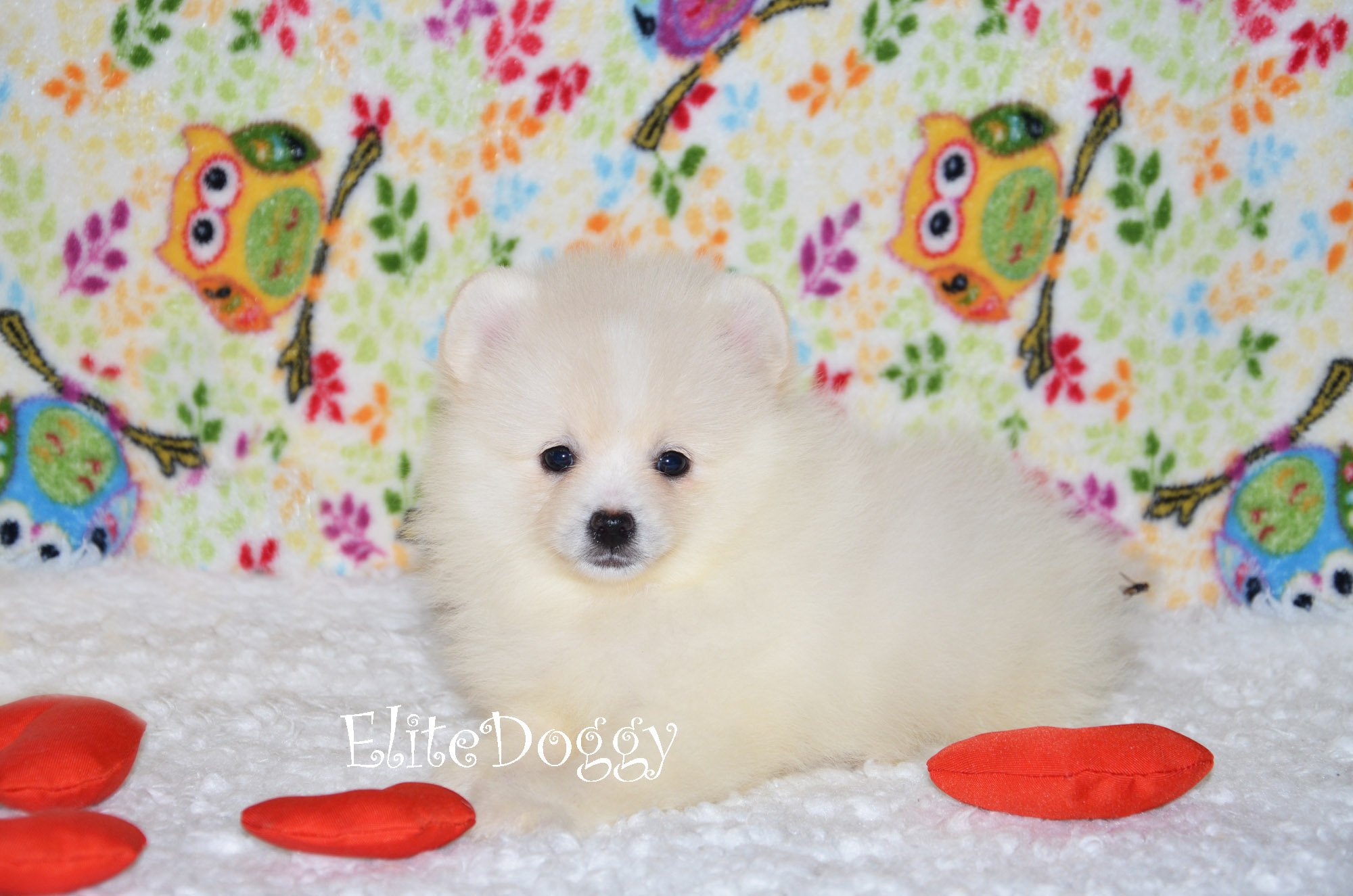 Бело-кремовый щенок миниатюрного шпица