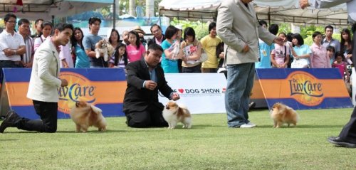 Питомниковый кашель и выставки