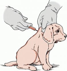 Вакцинация щенков и собак против питомникового кашля