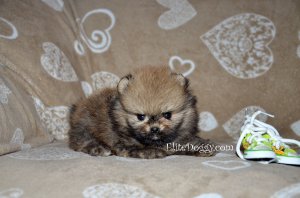 Рыженький мини медвежонок
