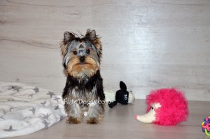 Красивый щенок шоу-формата