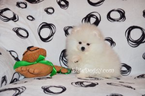 Мальчик тип мишка, шоу-класса Мальчик тип мишка, шоу-класса
