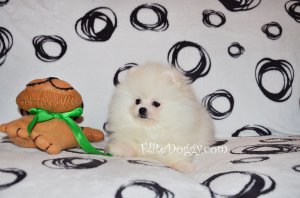 Мальчик тип мишка, шоу-класса Мальчик тип мишка, шоу-класса