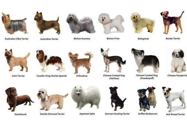 Какую породу собак выбрать