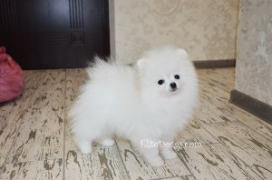 Супер-мини девочка померанского шпица