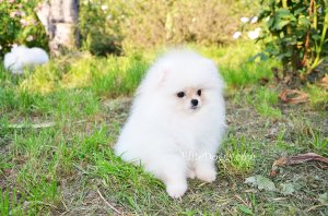 Мини мальчик шоу-класса