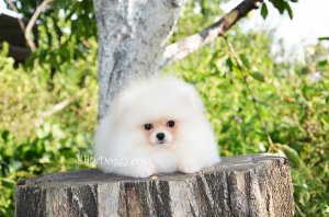 Мини мальчик шоу-класса