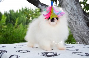 Мини мальчик шоу-класса